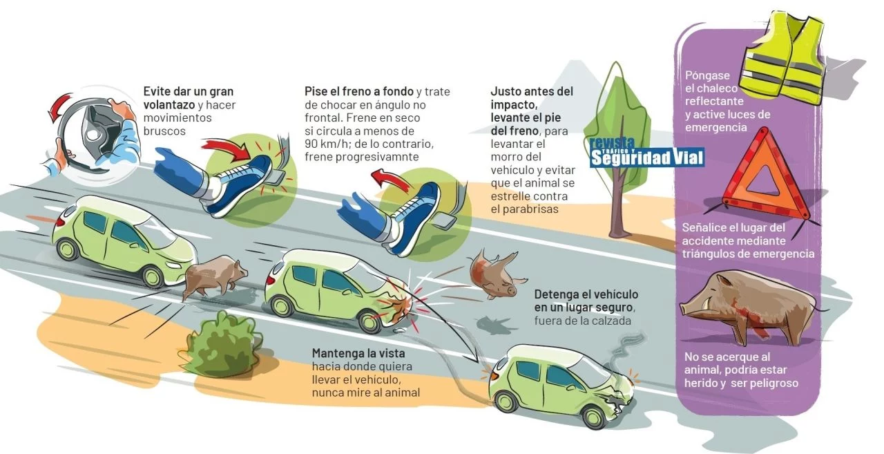 Accidente Cinegetico Animales Infografia Dgt