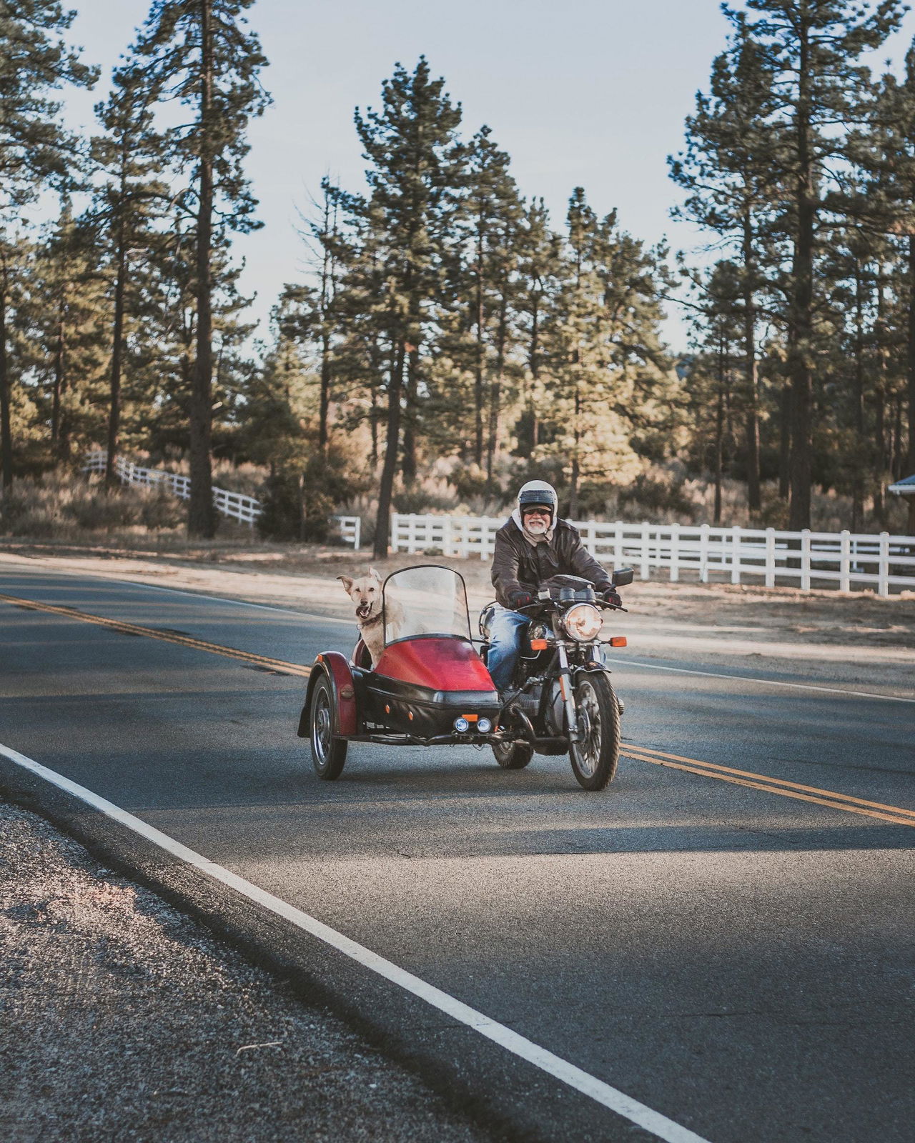 David Tostado Sidecar Perro