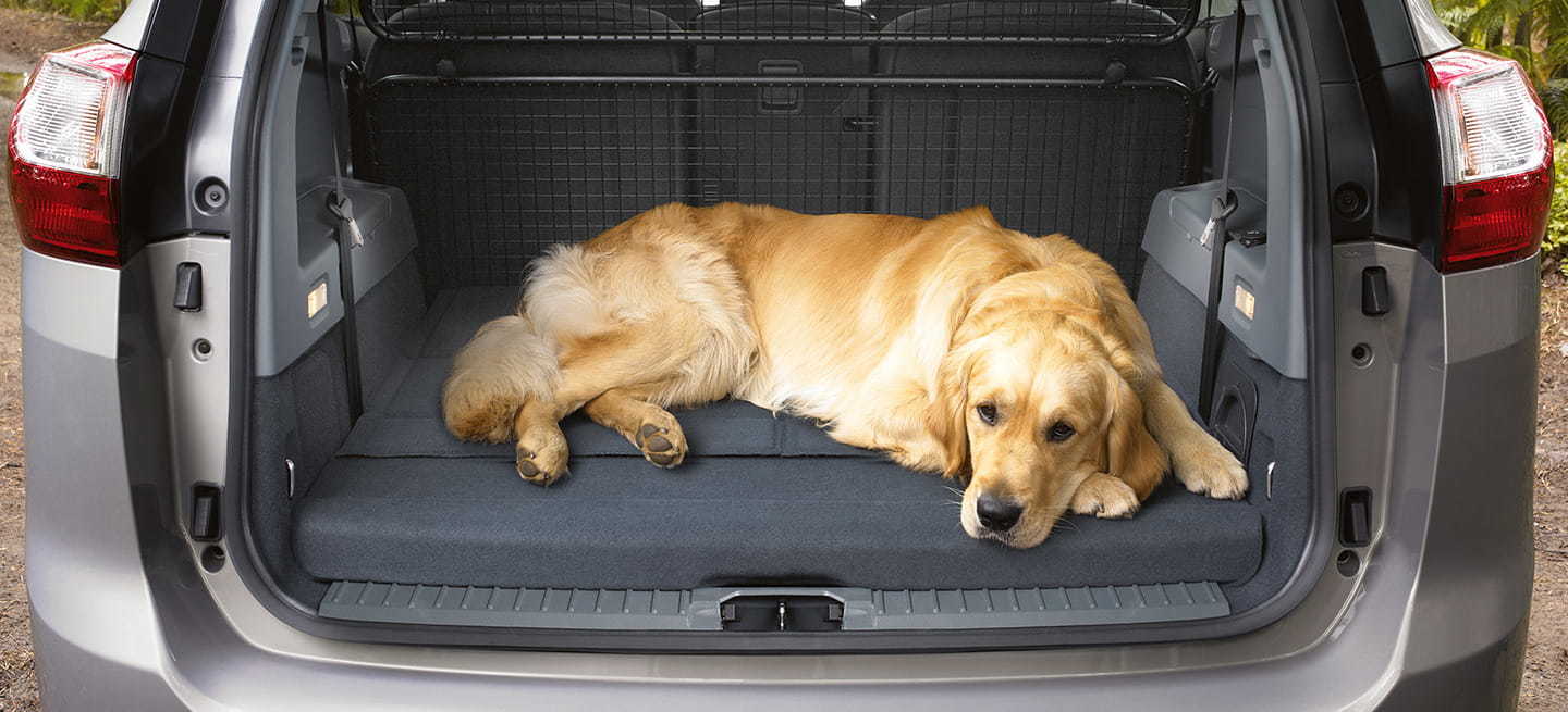 Cuál es el coche ideal para viajar con perro?