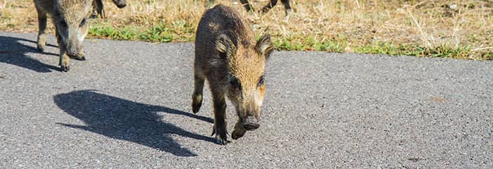 Senales Trafico Pioneras Tramos Presencia Animales 03