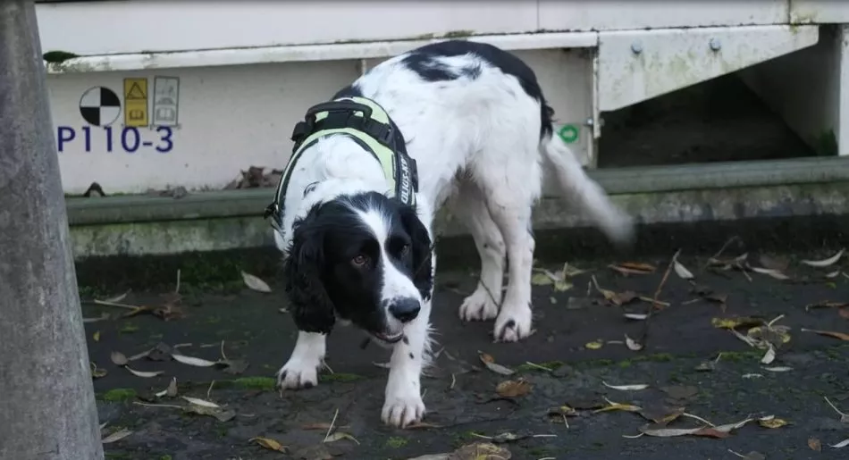 Jack Springer Spaniel 2