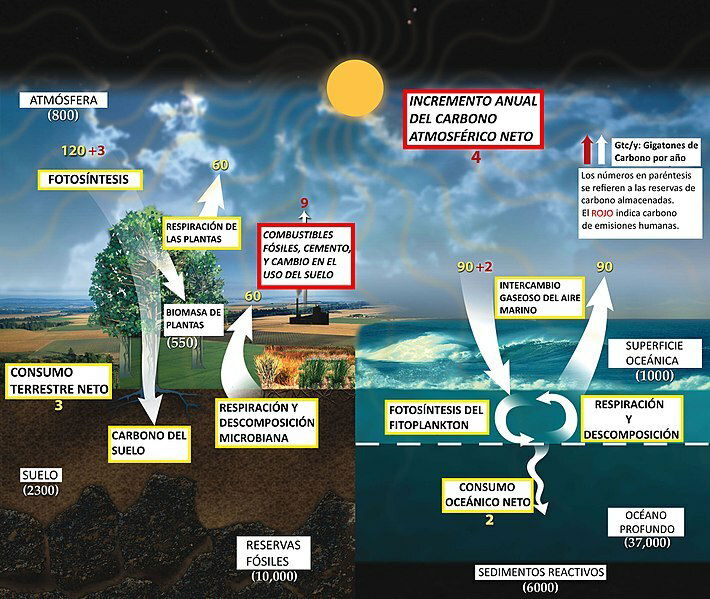 Que Es El Ciclo Del Carbono 1