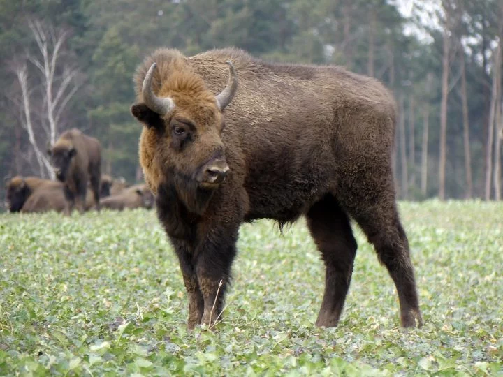 Bisonte en hábitat natural, simboliza reducción de CO2