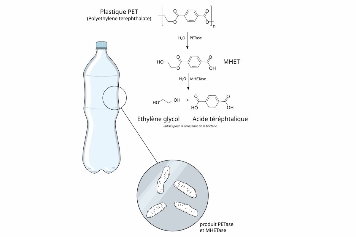 La investigación sobre una bacteria que consume plástico abre nuevas rutas para reducir la contaminación.