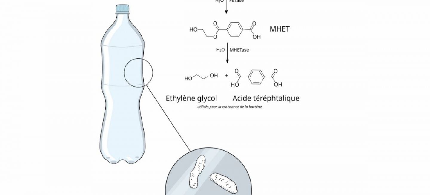 La investigación sobre una bacteria que consume plástico abre nuevas rutas para reducir la contaminación.