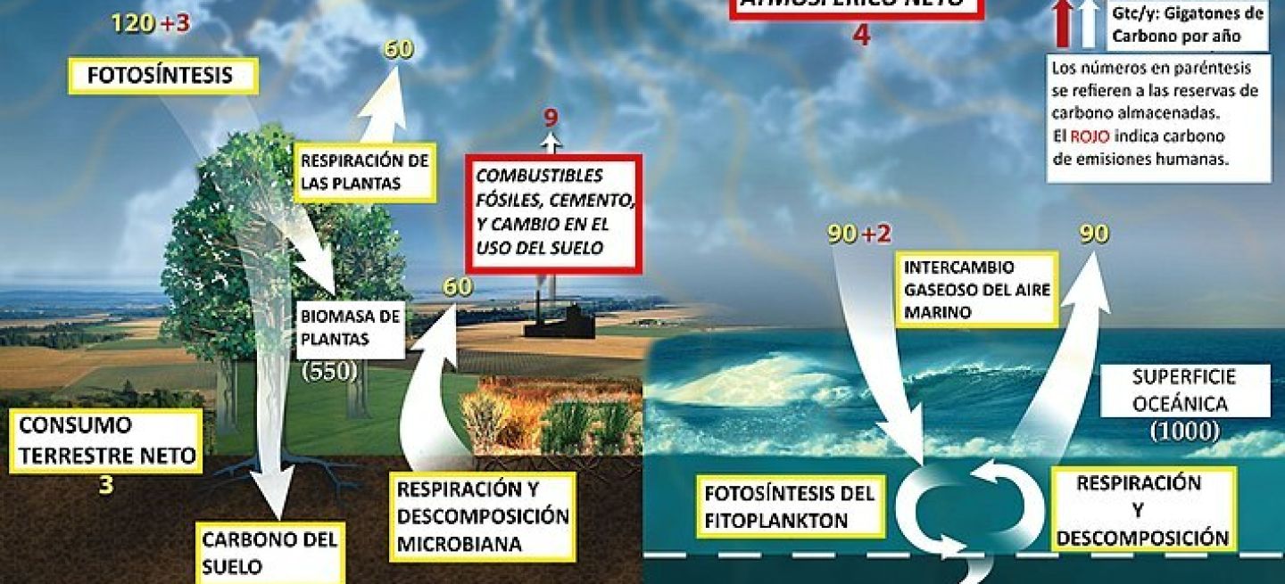 Que Es El Ciclo Del Carbono 1