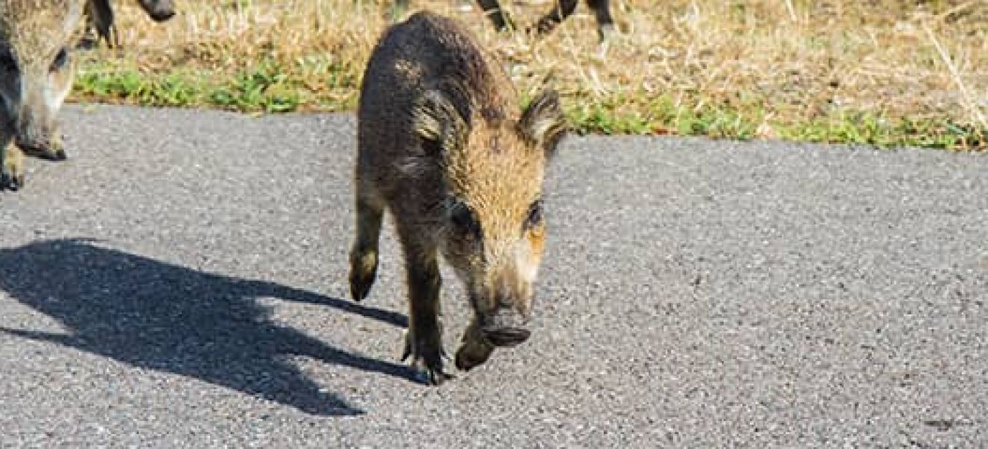 Senales Trafico Pioneras Tramos Presencia Animales 03