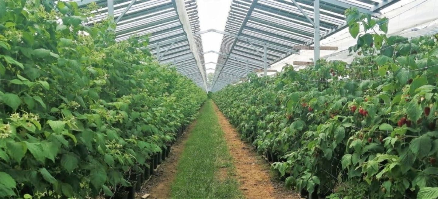 Tecnologia Agrovoltaica 4