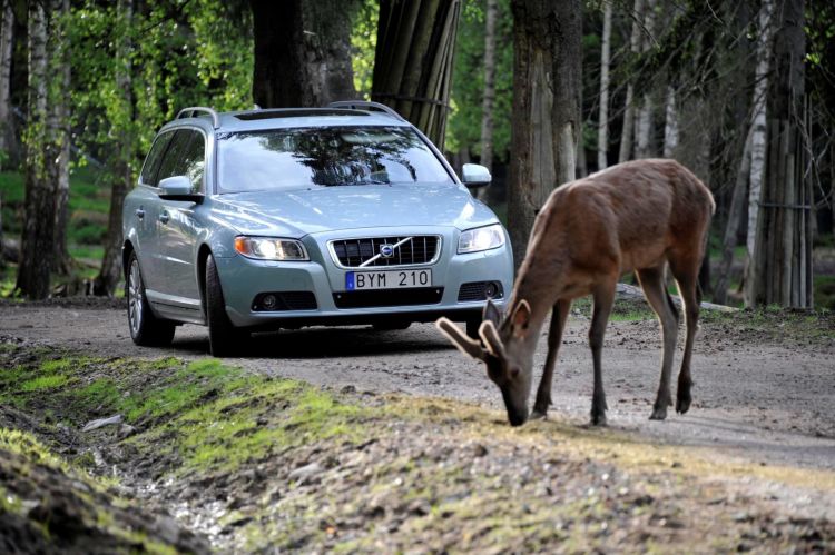 Animal Hunting Accidentvolvo V70